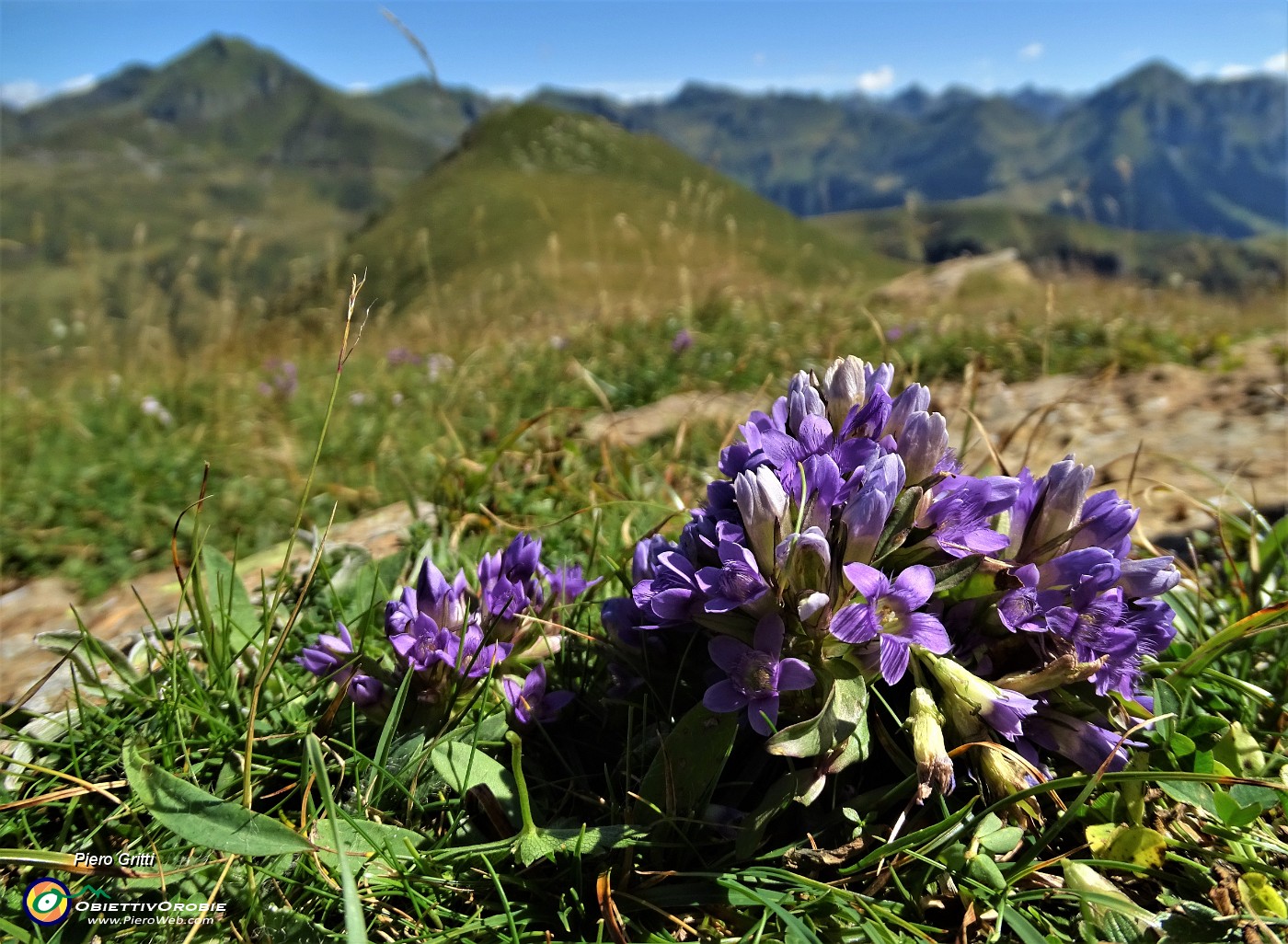 43 Genzianella germanica (Gentianella germanica) con Mincucco.JPG